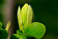 Šácholan olysalý 'Yellow River' (Magnolia denudata)