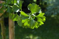 Jinan dvoulaločný 'Mariken' (Ginkgo biloba)