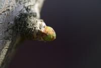 Jinan dvoulaločný 'Mariken' (Ginkgo biloba)