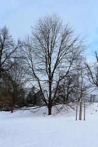 Lípa srdčitá 'Aurea' - zimní habitus (Tilia cordata)