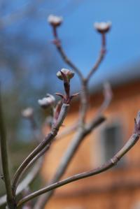 Dřín květnatý 'Cherokee Chief' (Cornus florida)