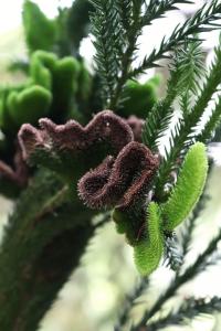 Kryptomerie japonská 'Cristata' (Cryptomeria japonica)