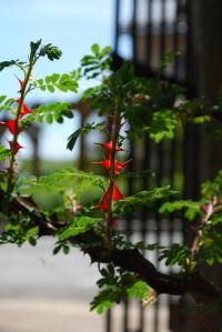 Růže omejská 'Pteracantha' - trny (Rosa omeiensis)