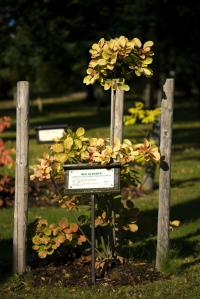 Ruj vlasatá 'Golden Spirit' (Cotinus coggygria)