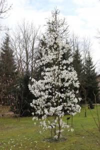 Šácholan 'Wada's Memory' - habitus v květu (Magnolia x kewensis)