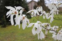 Šácholan 'Wada's Memory' - větev s květy (Magnolia x kewensis)