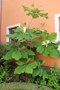 Šácholan velkolistý - habitus v květu (Magnolia macrophylla)