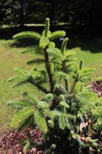 Jedle španělská 'Horstman' (Abies pinsapo)