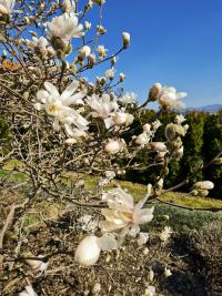 Šácholan (Magnolia)