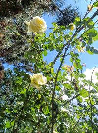 Růže 'Elfe' - Pnoucí růže (Rosa)