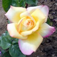 Růže 'Gloria Dei' - Velkokvěté růže (Rosa)