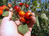 Růže dužnoplodá (Rosa pomifera)