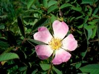 Růže dužnoplodá (Rosa pomifera)