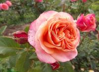 Růže 'La Villa Cotta' (Rosa)