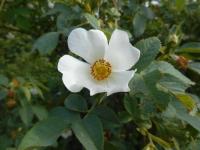 Růže šípková 'Pollmeriana' - Pávův šípek (Rosa canina)
