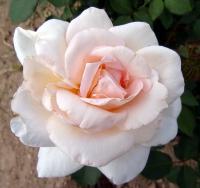 Růže 'Grand Mogul' (Rosa)