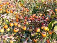 Růže 'Aprikola' - Mnohokvěté růže (Rosa)