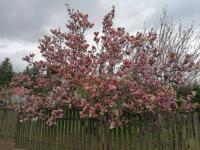 Šácholan (Magnolia)