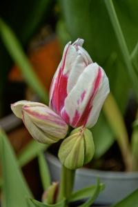 Tulipán (Tulipa)