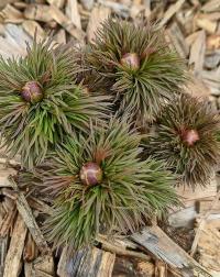 Pivoňka úzkolistá (Paeonia tenuifolia)