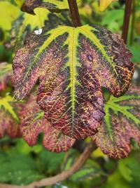 Kalina obecná 'Roseum' (Viburnum opulus)