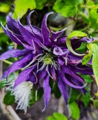 Plamének (Clematis)