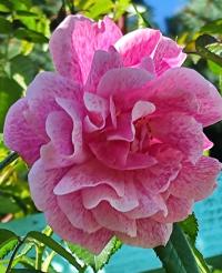 Růže 'Camelot' - Pnoucí růže (Rosa)