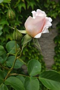 Růže (Rosa)