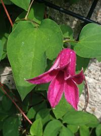 Plamének 'Princess Diana' (Clematis)