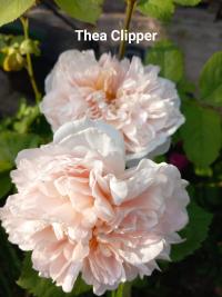 Růže 'Tea Clipper' - Anglické růže (Rosa)