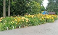 Denivka - denivková nádhera v Botanické zahradě Výstaviště Flora Olomouc (Hemerocallis)