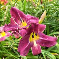 Denivka 'Valley Haze' (Hemerocallis)