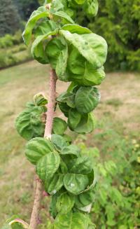 Růže 'Bullata' - Historické růže (Rosa)
