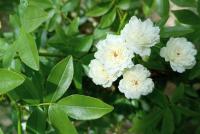 Růže Banksové 'White Lady Banks' - květy a listy (Rosa banksiae)