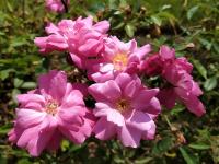 Růže čínská 'Old Blush' (Rosa chinensis)