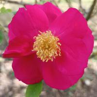 Růže bedrníkolistá 'Frühlingszauber' (Rosa spinosissima)