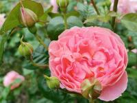 Růže 'Strawberry Hill' - Anglické růže (Rosa)