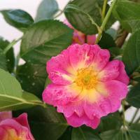 Růže 'Rozárium Olomouc' - Pnoucí růže (Rosa)