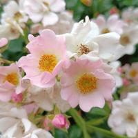 Růže 'Repandia' - Pokryvné růže (Rosa)