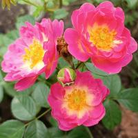 Růže 'Rozárium Olomouc' - Pnoucí růže (Rosa)