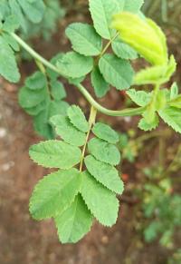 Růže Beggerova (Rosa beggeriana)