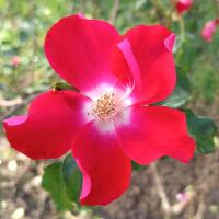Růže 'Dortmund' - Pnoucí růže (Rosa)