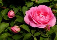 Růže 'Milevsko' - Sadové růže (Rosa)