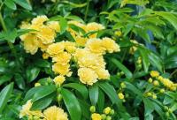 Růže Banksové 'Lutea' (Rosa banksiae)