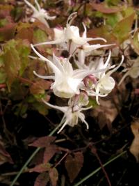Škornice velkokvětá 'White Queen' (Epimedium grandiflorum)