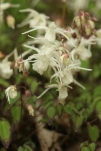 Škornice velkokvětá 'Bandit' (Epimedium grandiflorum)