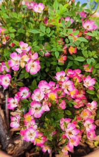 Růže 'Cutie Pie' - Skalkové růže (Rosa)