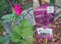 Růže 'Minerva' - Mnohokvěté růže (Rosa)