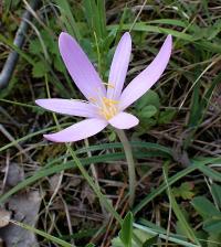 Ocún jesenní (Colchicum autumnale)