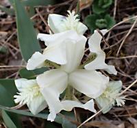 Kosatec nízký (Iris pumila)